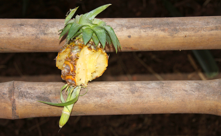 smooth cayenne pineapple fruit in market stallの写真素材