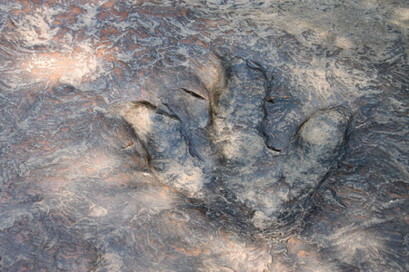 real dinosaur footprint in Naku, Kalasin of Thailandの写真素材