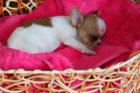 chihuahua puppy in a basketの写真素材