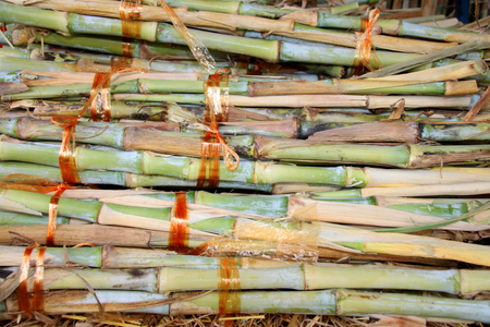 bundle of chopped napier grass - Pennisetum purpureum for animal foodの写真素材
