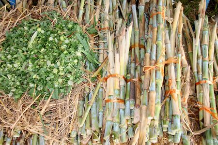 chopped napier grass - Pennisetum purpureum for animal foodの写真素材