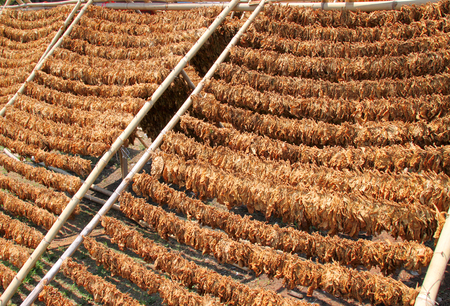 tobacco leaves drying in the sunの写真素材