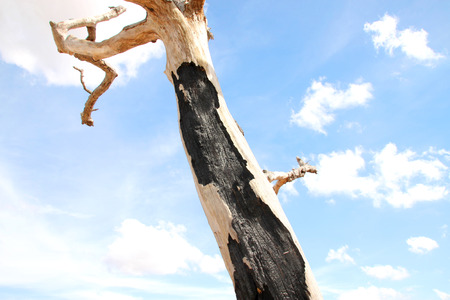 Northeast Thai deadwood and fired dry tree stem with thick branches in hot arid and drynessの写真素材