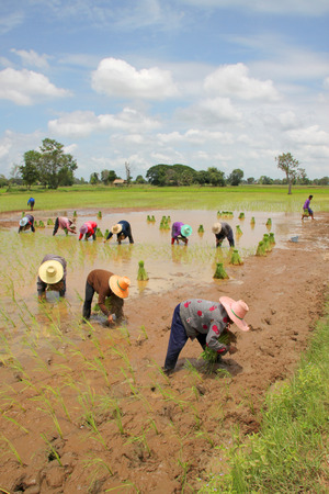 YANGSRISURAT, MAHASARAKHAM - JULY 11 :  Farmers are growing sticky rice with traditional method on July 11, 2016 in Yangsrisurat, Mahasarakham, Thailand.のeditorial素材