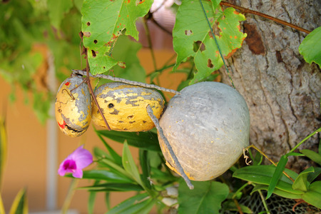 wasp creative toy made of coconuts hung for home outdoors decoration and good luck in religious belief if wasp is living in someone homeの写真素材