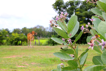 purple crown flowers (Calotropis gigantea)blooming on the tree and fierce cow in front of rice field on backgroundの写真素材