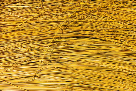 yellow sun dried sedge use as raw materials for weaving handcraftの写真素材
