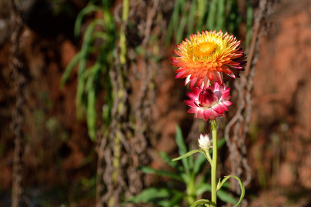 natural wild flower uncultivated in tropical forest of Thailandの写真素材