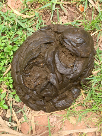 scatteringly cow excrement on grass ground