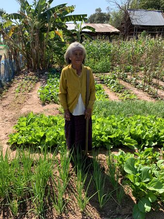 MAHA SARAKHAM, THAILAND - DECEMBER 9, 2019 : Old Thai farmer is working in farmland on December 9, 2019 in Payakkaphumphisai, Maha Sarakham, Thailand.のeditorial素材