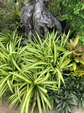 Plant and flower decoration in the tropical gardenの写真素材