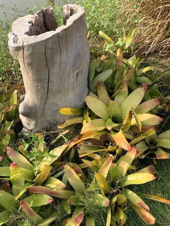 Bromeliad plant decoration in the tropical gardenの写真素材
