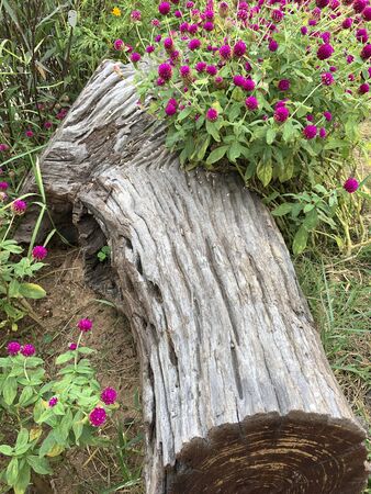 Amaranth flower and timber in the tropical gardenの写真素材