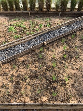 Vegetable plot and soil preparation in the tropical gardenの写真素材