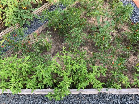 Completed vegetable plot preparation in the tropical gardenの写真素材