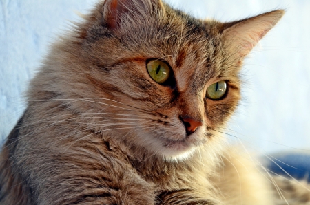 The cat of Dasha on a sofa watches TVの写真素材