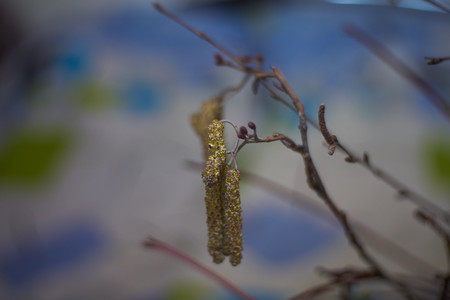 Male inflorescences (catkins) of black alder tree, common alder, European alder (Alnus glutinosa) selective focus.の写真素材