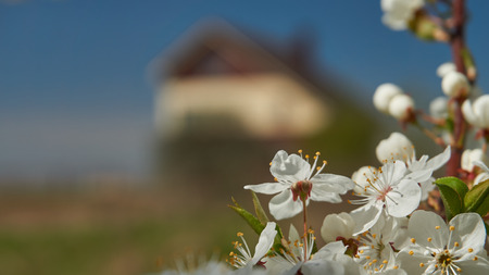 White cherry blossoms as a natural border foreground and blured home on background. Real estate concept and copy space.の写真素材