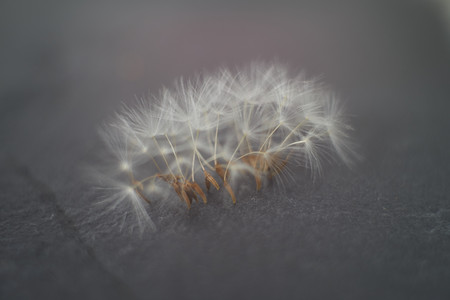 Dandelion seeds parachutes against on gray stone background with copy space