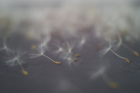 Dandelion seeds parachutes on gray stone background. Close up with copy spaceの写真素材