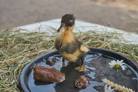 A one week old duckling is standing on a plate with waterの写真素材