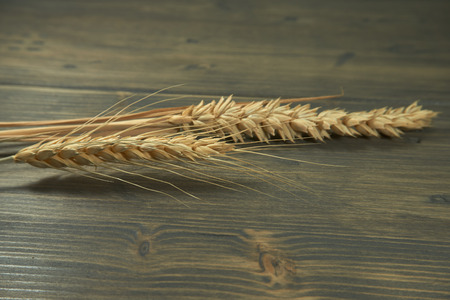 Ears of ripe wheat and rye on a rustic wood background conceptual of a staple nutritious grain food and healthy diet or allergy to gluten. Free copy spaceの写真素材