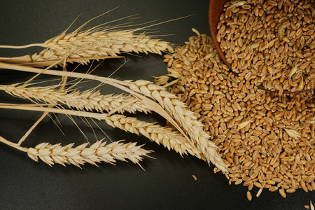 Fresh raw wheat seeds and ear of ripe wheat on a black background conceptual of a staple nutritious...