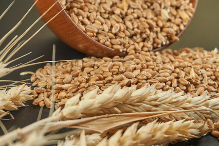 Fresh raw wheat seeds and ear of ripe wheat on a black background conceptual of a staple nutritious grain food and healthy diet or allergy to gluten. Free copy spaceの写真素材