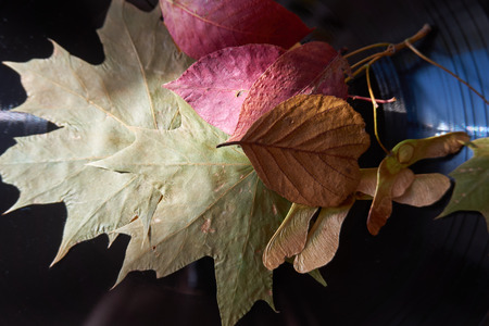 Autumn leaves and seed pods on a vintage vinyl record