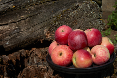 Fresh harvest of red apples on a black plate in the background of an old tree stump. Nature fruit conceptの写真素材