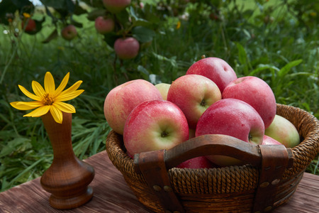 Fresh harvest of apples. Nature theme with red apples in a basket on old wooden table. Nature fruit conceptの写真素材
