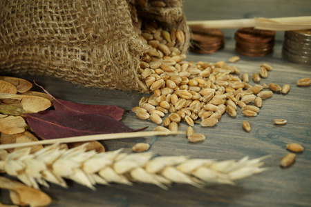 Fresh raw wheat seeds in jute sack, staple of coins and ear of ripe wheat on a rustic wood background conceptual of a rising grain prices with free copy spaceの写真素材