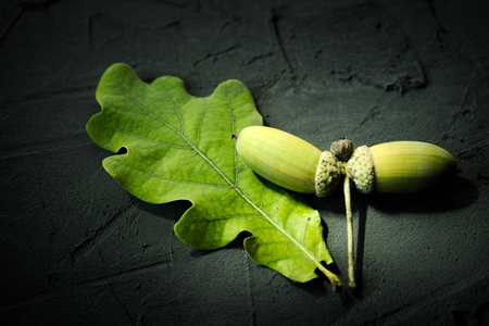 Green oak acorns and leaf on a black stone surface with free copy spaceの写真素材