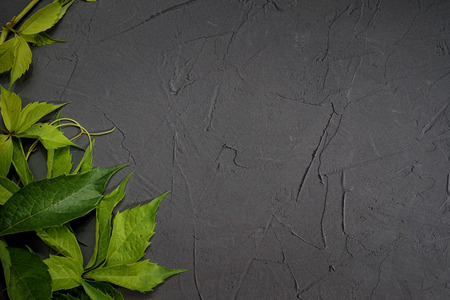 Green climbing leaves on the black plaster surface background with copy spaceの写真素材