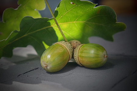 Green oak acorns and leaf on a black stone surface with free copy spaceの写真素材