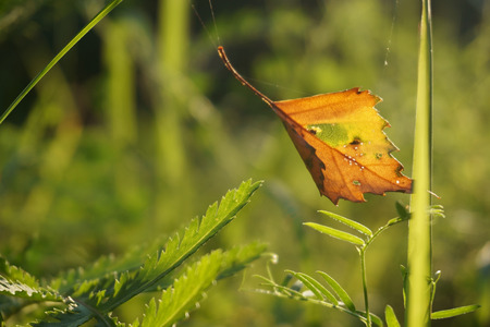 Autumn leaves start to fall Close up view of autumn leafs on green grass season change conceptの写真素材