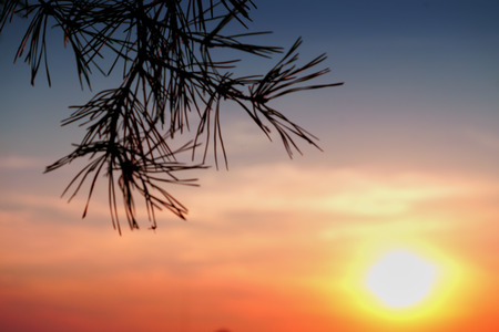 Sunset sky colors with bright yellow sun and pine branches needles silhouette. Nature background