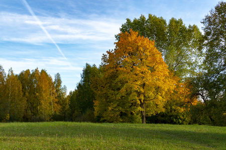 Colorful autumn leaves on a copse of assorted trees in rural woodland under a sunny blue sky with clouds marking the changing seasonsの写真素材