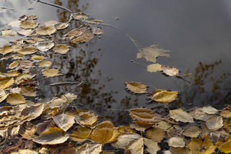 Colorful yellow autumn leaves floating on tranquil water with reflections of the sky, clouds and a tree in a concept of the changing seasonsの写真素材