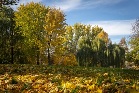 Autumn begins leaves changing color in first days of fall season change concept. End of summer days, early autumnの写真素材