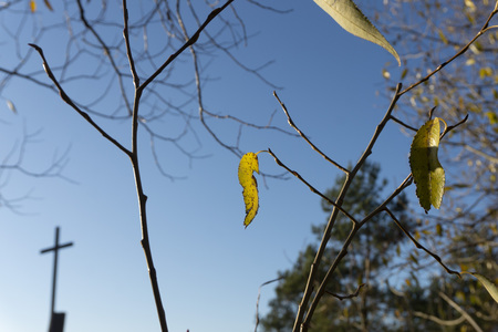 Colorful yellow autumn leaves on the nearly bare branches of a deciduous tree backlit by the sun against a clear blue sky with a cross on the roof of a church in a concept of decline in religiosity and changing seasonsの写真素材