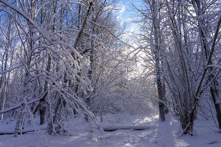 Winter wonderland with snow covered branches on deciduous trees and a colorful dawn with soft pink clouds in a blue sky colored by the rising sunの写真素材
