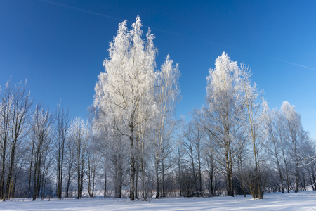 Winter wonderland with snow covered branches on deciduous trees and blue skyの写真素材
