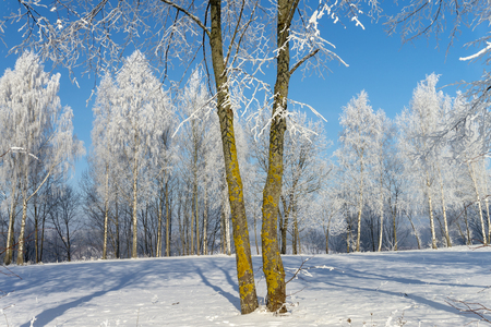 Two close-standing trees in nature on winter frosty sunny day. Trees in background covered with beautiful white frost. Countryside landscape with calm weatherの写真素材