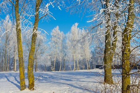 Winter wonderland with snow covered branches on deciduous trees and blue skyの写真素材