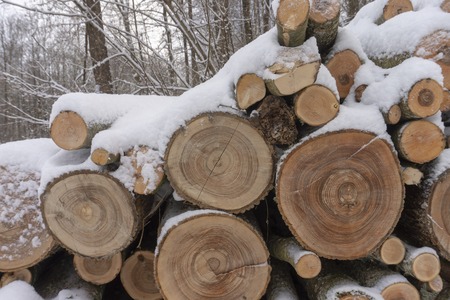 Stack of logs covered in a layer of fresh white snow in a close up end on view conceptual of the winter season and alternative fuel for heatingの写真素材