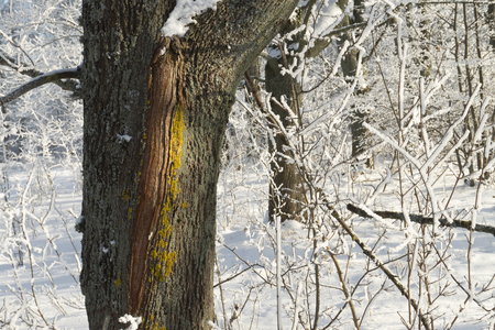 Colorful stripes on the bark of a tree trunk in a winter forest viewed past snow or frost covered branches in a concept of the seasons and weather in natureの写真素材