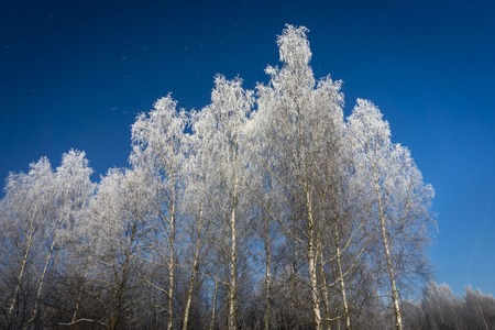 Bare birch trees with frozen branches in winter nature, viewed from low angle against clear blue skyの写真素材