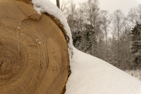 Log covered in a layer of fresh white snow in a close up end on view conceptual of the winter season and alternative fuel for heatingの写真素材