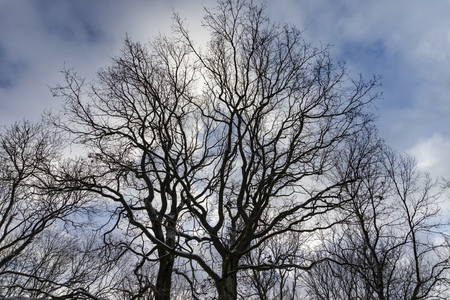 Blue sky and white clouds shining between branches of trees without leaves in snow covered ground during winterの写真素材